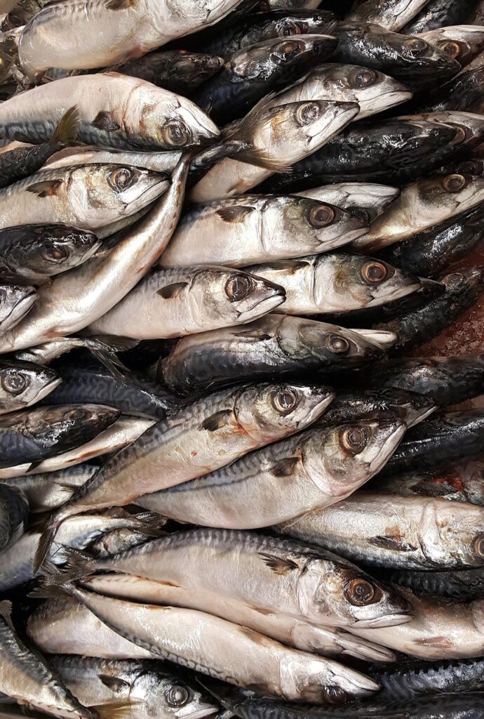 fish, fish fillet, nature, seafood